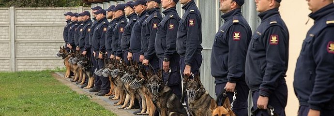 Szpaler z kilkunastu funkcjonariuszy SOK i ich psów.
